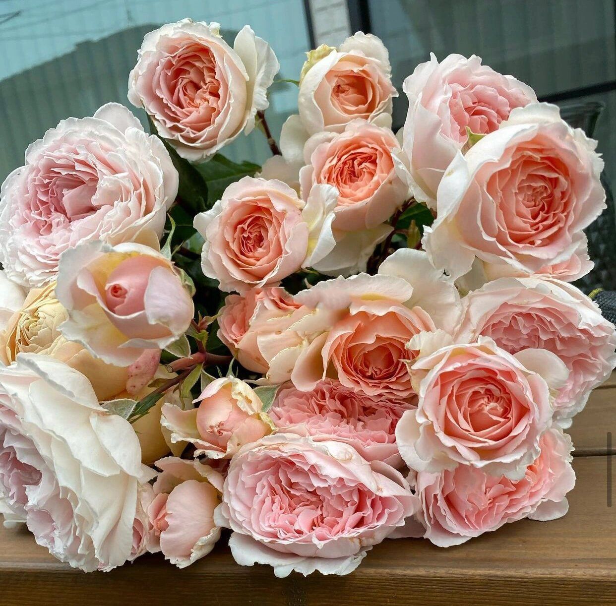 三款耐热月季优缺点分析欢迎补充