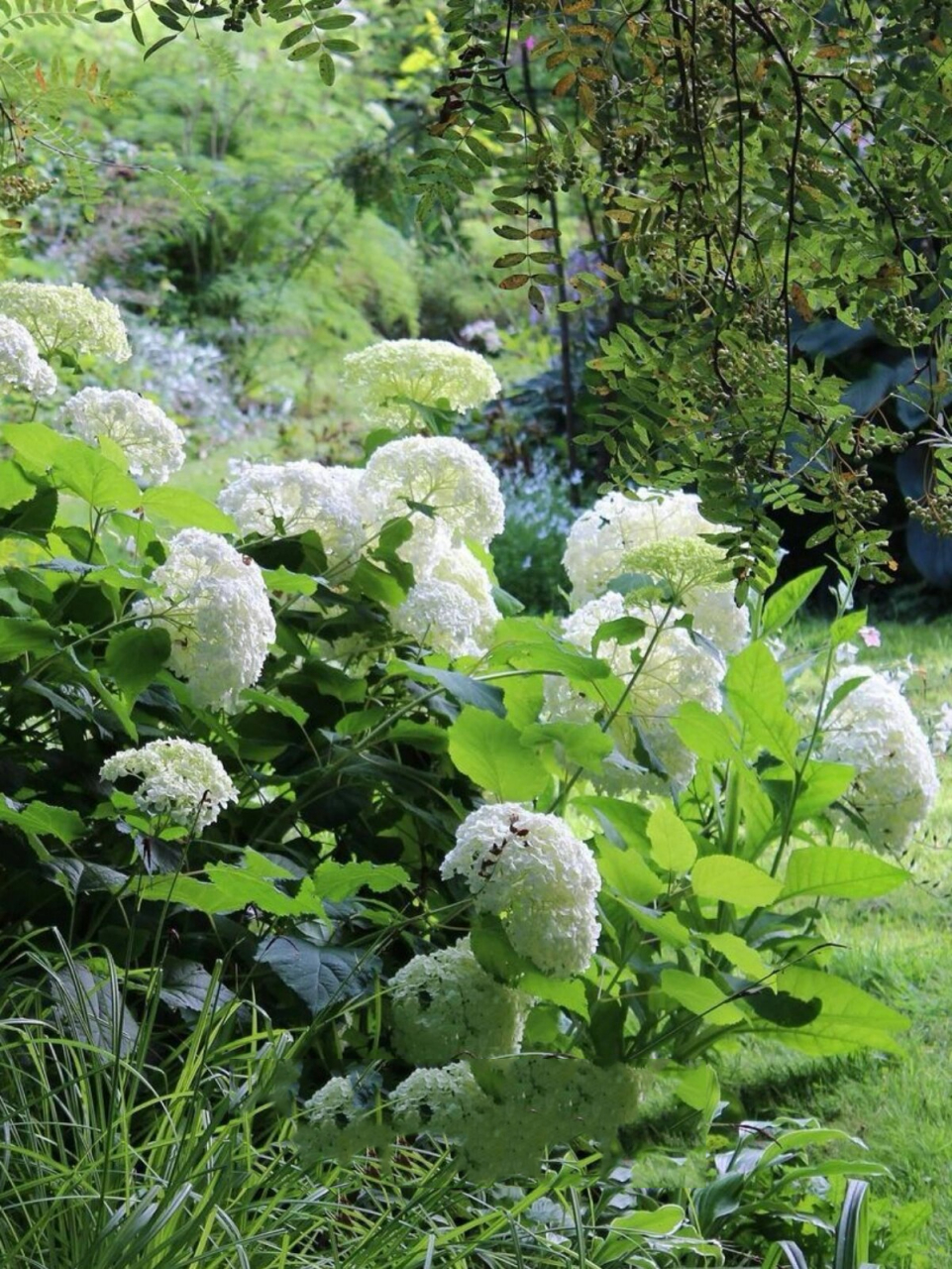 9款北方花园植物品种/耐寒乔灌木/石家庄