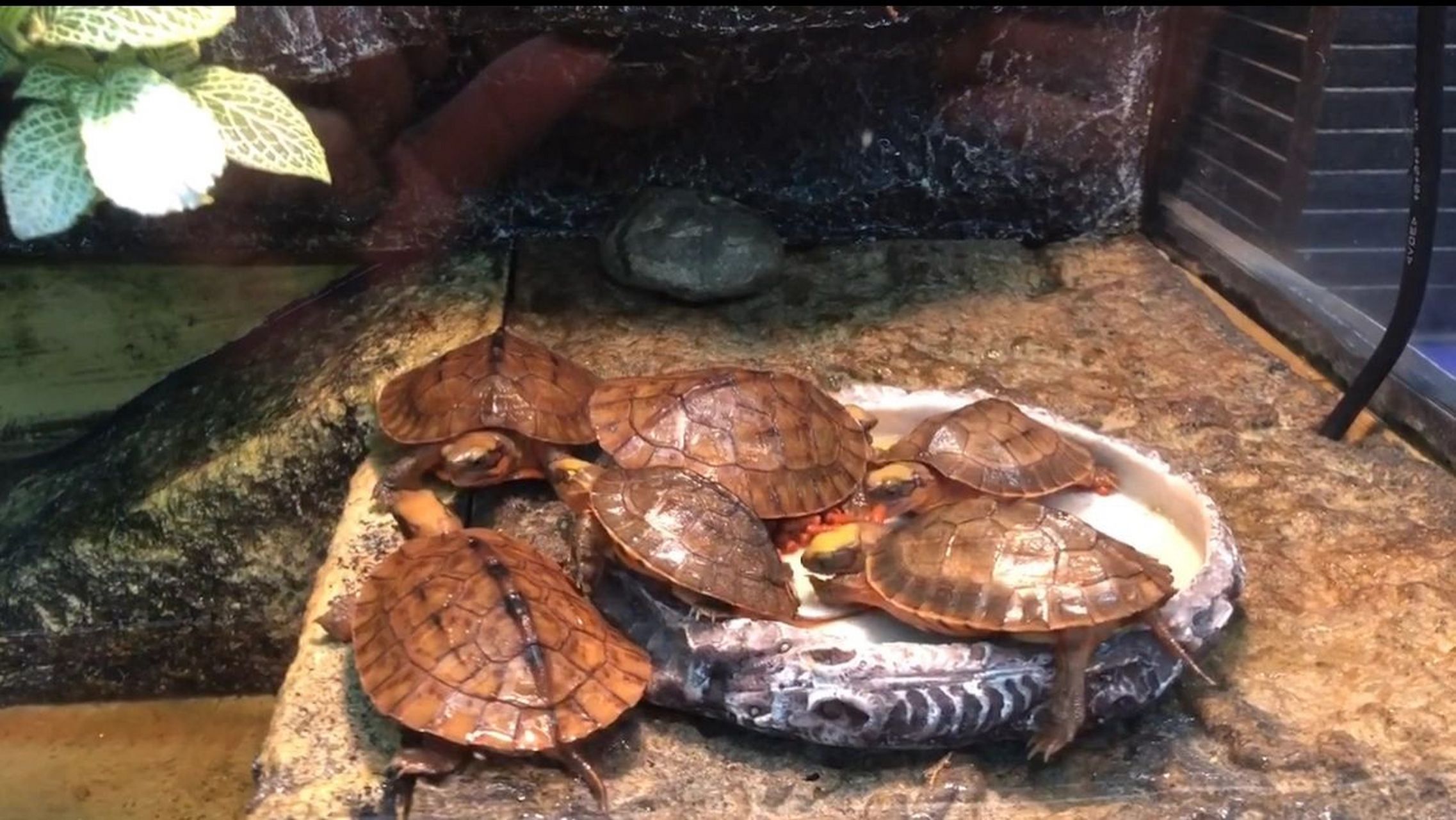 金钱龟最喜欢的食物和过冬什么时候停食 金钱龟学名三线闭壳龟,又被称