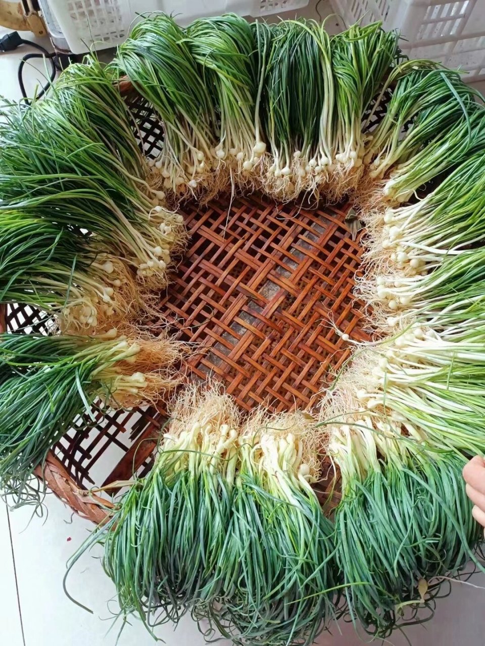 特别新鲜的野生胡葱,每天早上现采 两斤包邮 ​在外的老乡都可以吃