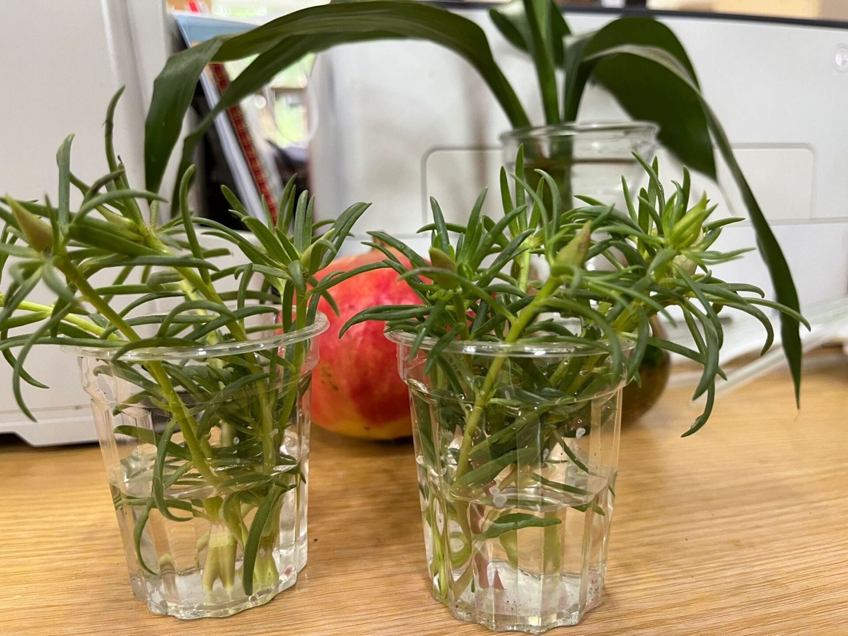 尝试水培太阳花   第一次尝试水培太阳花,7015了一节,插到透明