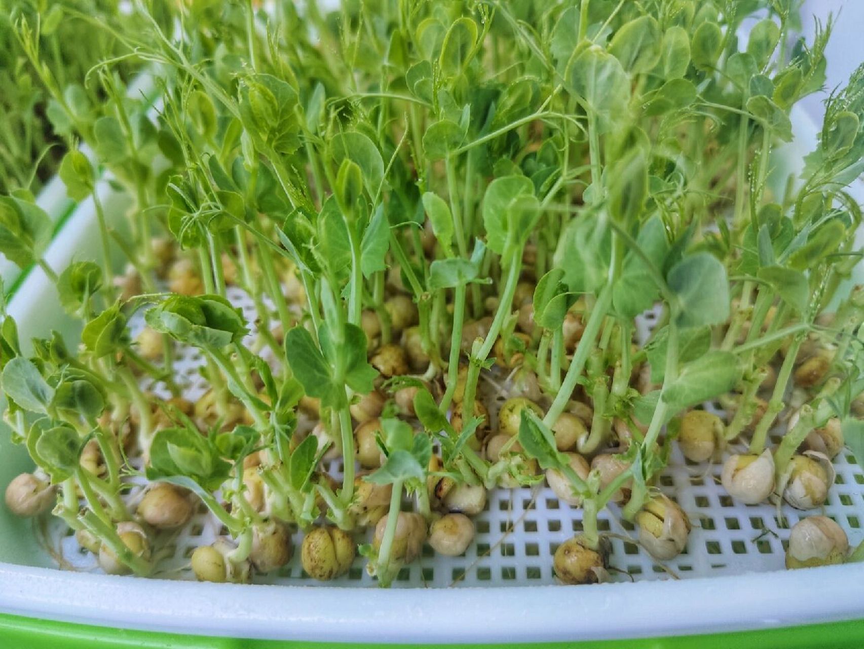 水培豌豆苗day14 day14:长得越发茂盛,但也发现了与第一次生长不同点