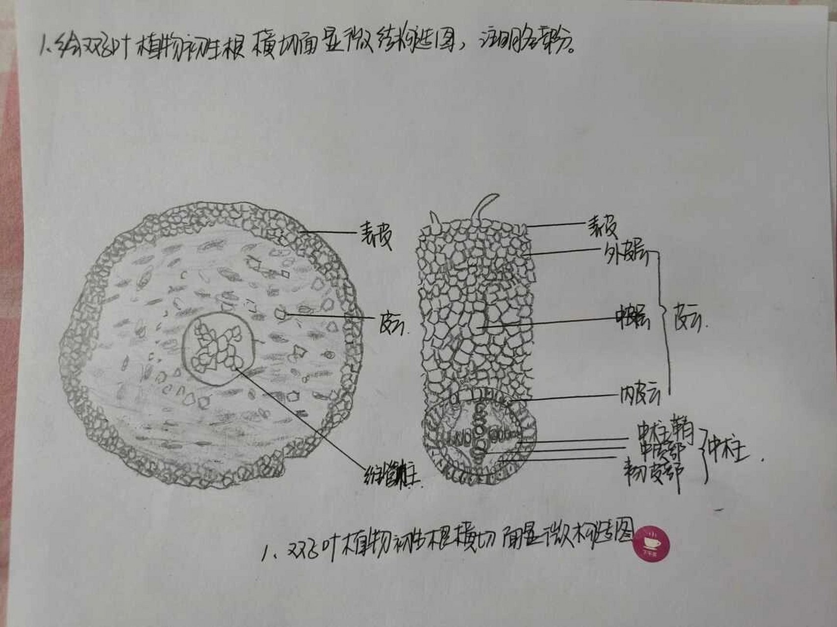 双子叶植物根横切面图图片