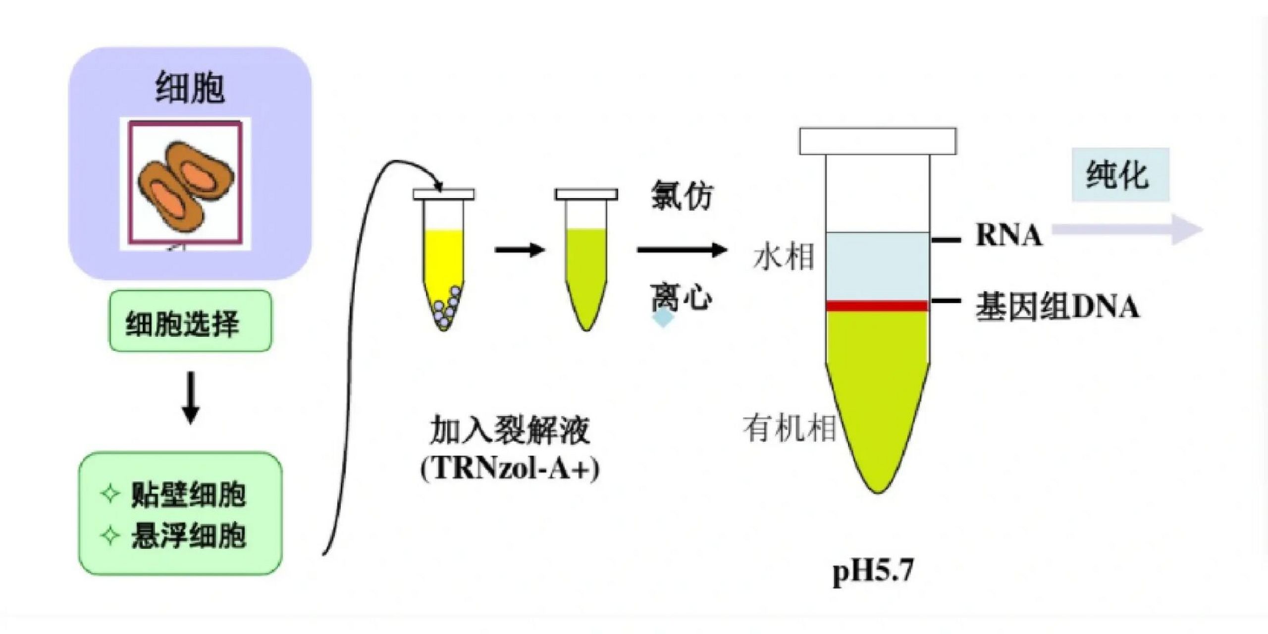 浙大小王博士分享细胞总rna提取/trizol法 提取rna(trizol法) 实验