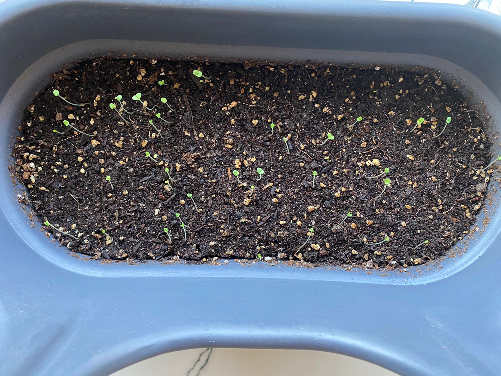 图二 又从网上买了一批薄荷种子