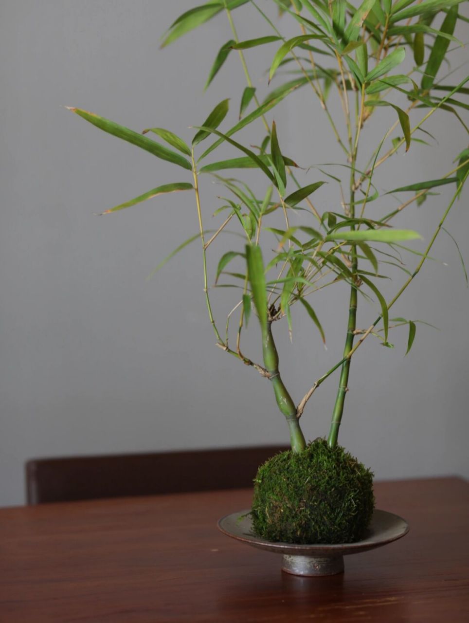 知竹常乐 | 禅意风原生老桩罗汉竹桌面盆栽 今天选用原生老桩罗汉竹