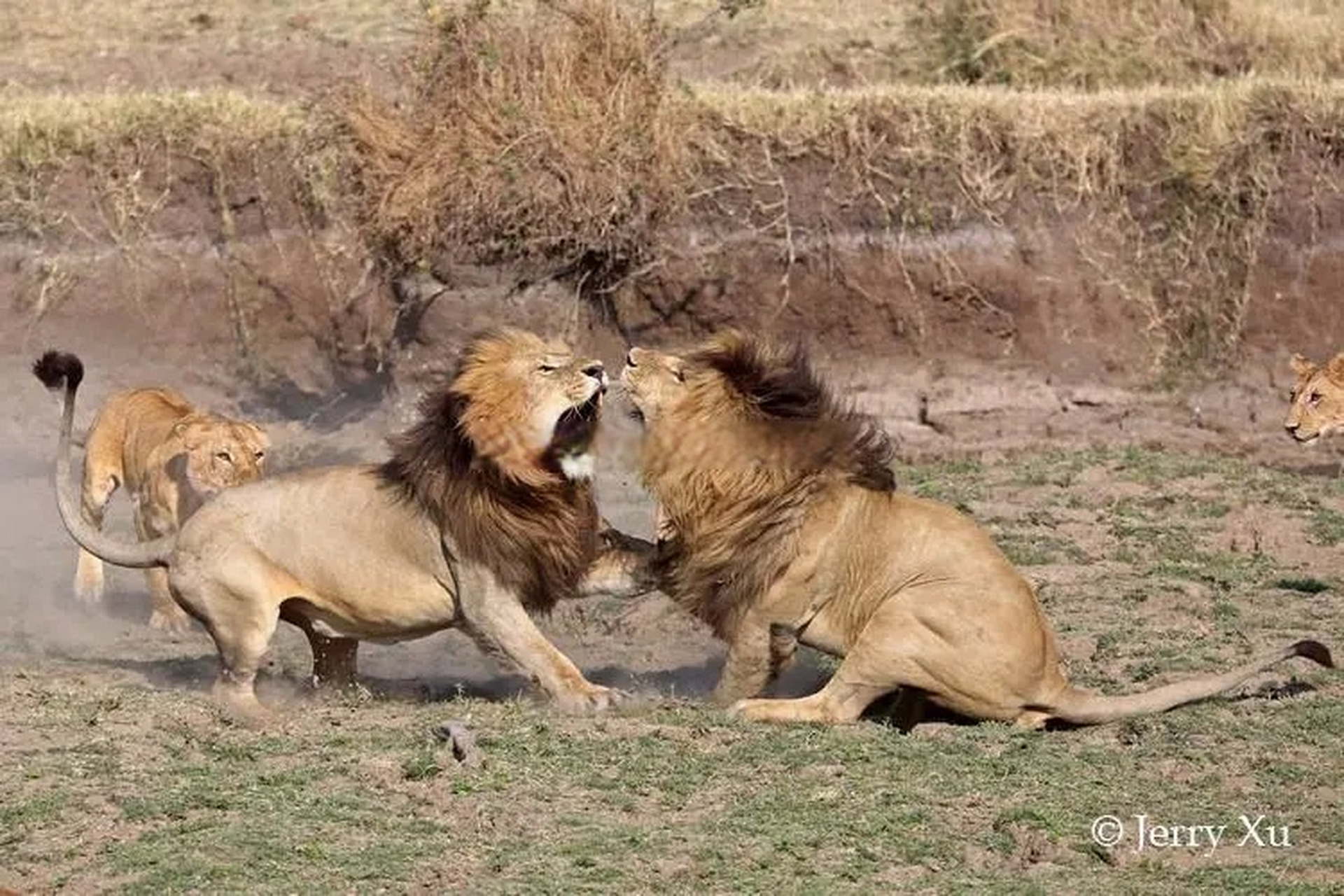 【丛林法则狮王篇:对外不易,对内也依旧不易】 最终你会发现理想下的