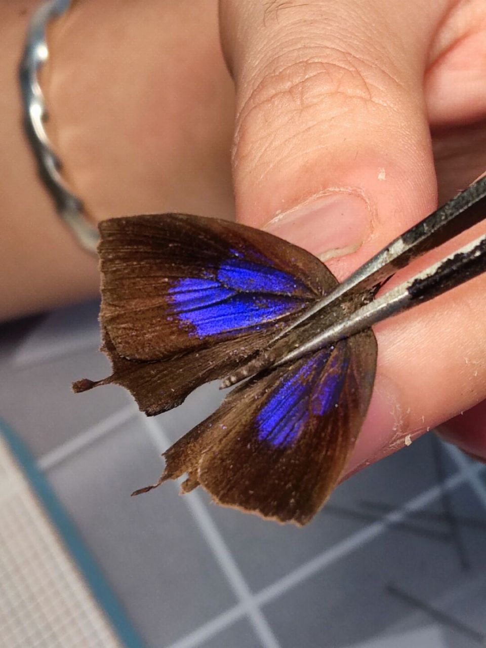 闪亮的玛灰蝶 玛灰蝶(mahathaio ameria hewitson) 雄雌同型.