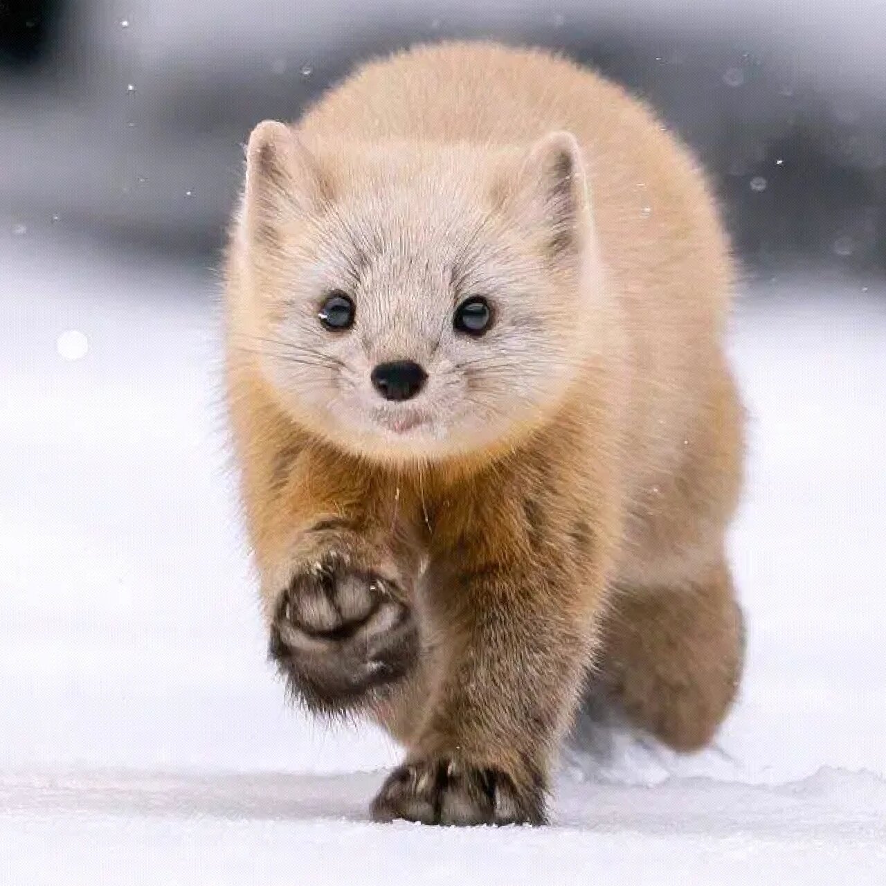 东北小萌宝——紫貂