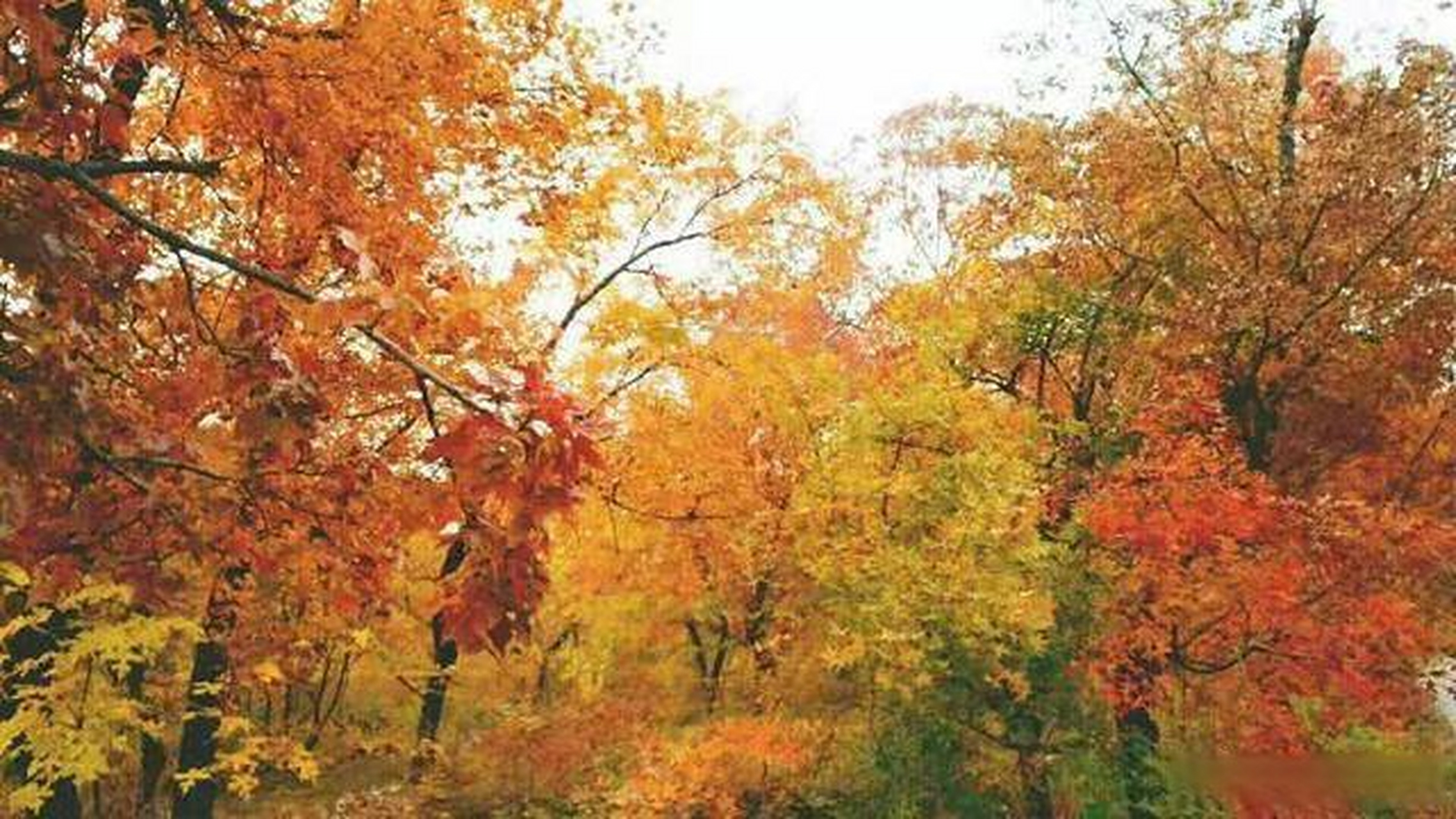 圣迹山古枫林 #发现沈阳之美##一路向北有多美##美丽乡村推荐官