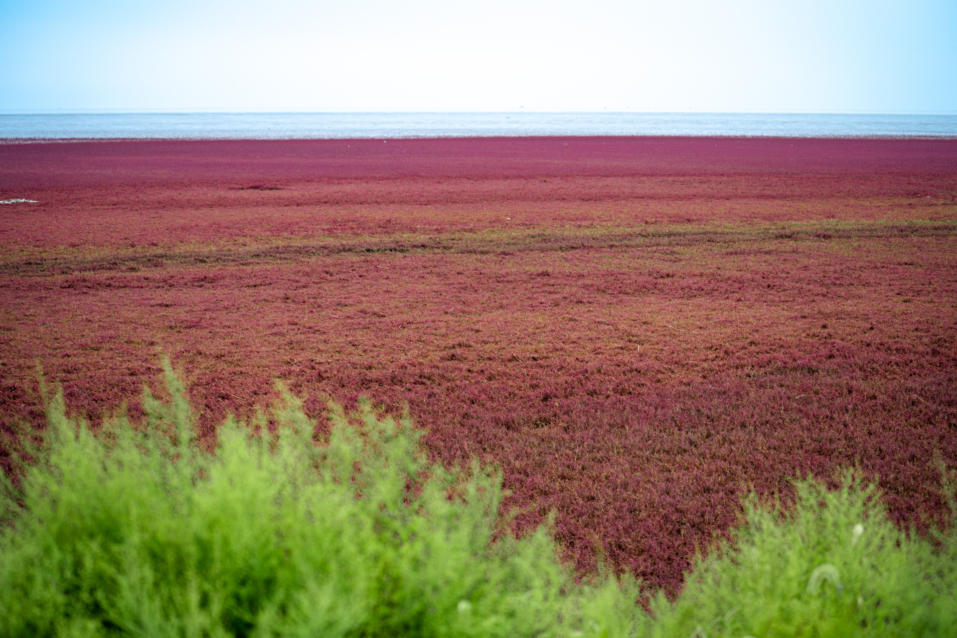 91|红色的秋天|盘锦红海滩值不值得去 简介 红海滩国家风景廊道是独