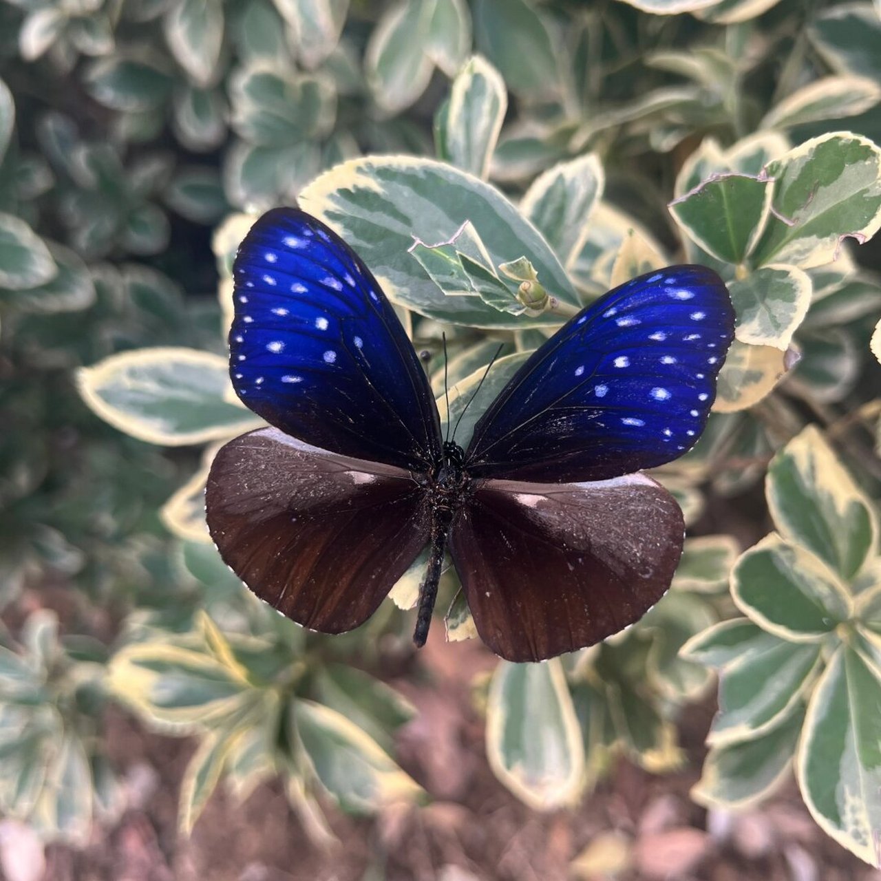 该种是紫斑蝶属中雌雄斑纹唯一不同的种.
