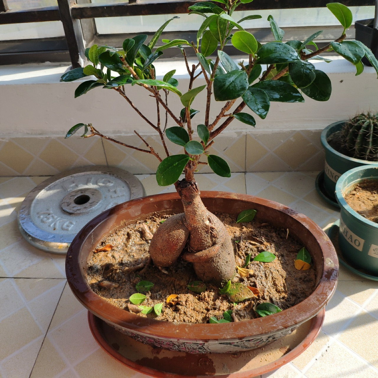 榕树盆栽修剪 第一次修剪家里的小榕树,期待他焕发新生~ 随时记录生长