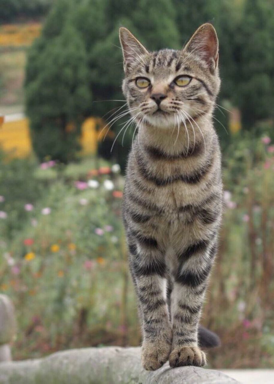 猫百科第一弹-狸花猫 体型:身材适中,胸腔宽,深,厚.