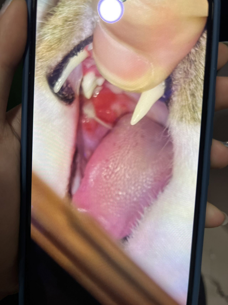 050505口炎猫猫真的一定要全 小时候捡来的时候有杯状病毒,所以