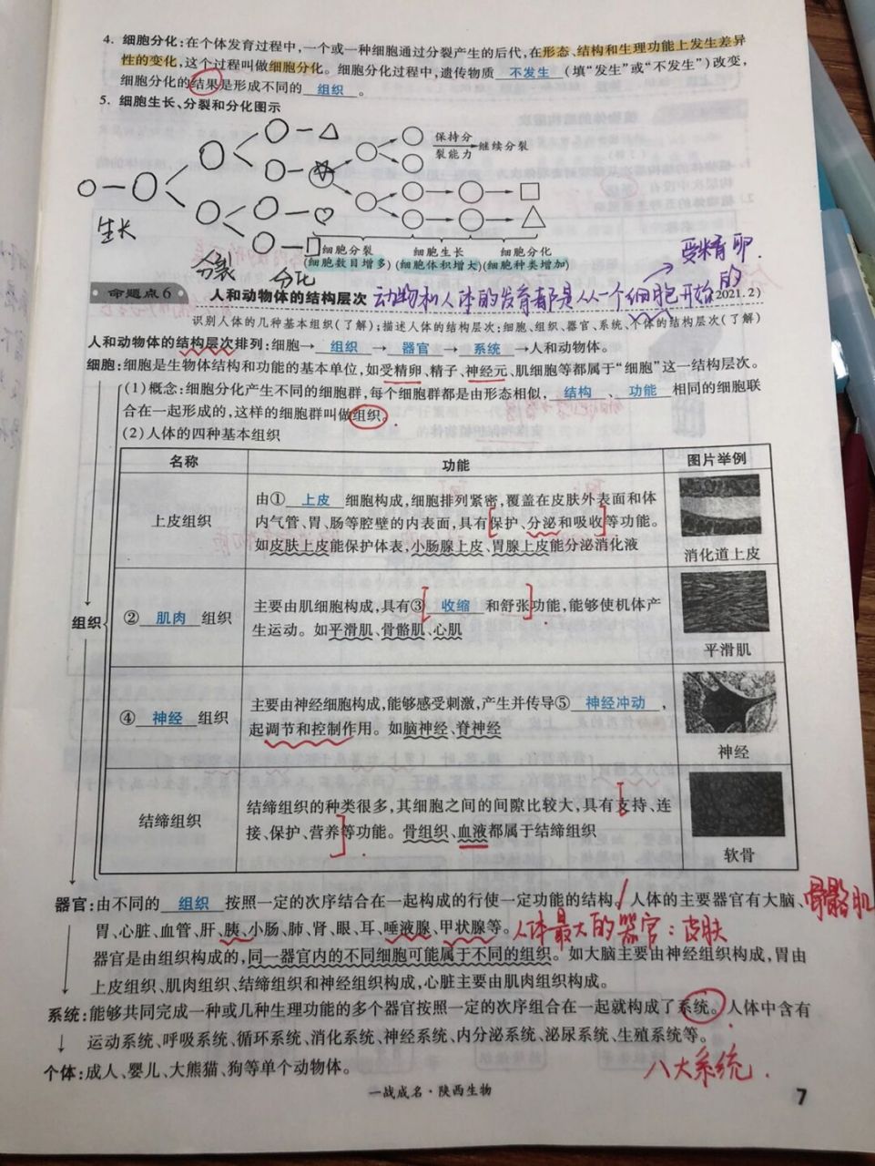 初中生物总复习 细胞的生长 分裂和分化 #备课# #手写笔记# #初中生物