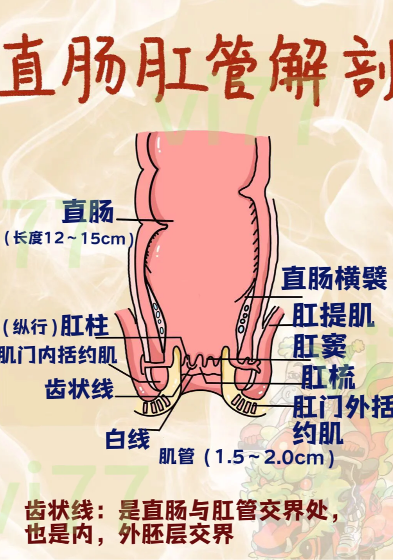 靠近肛门的肠子叫直肠,它是大肠的最后一段