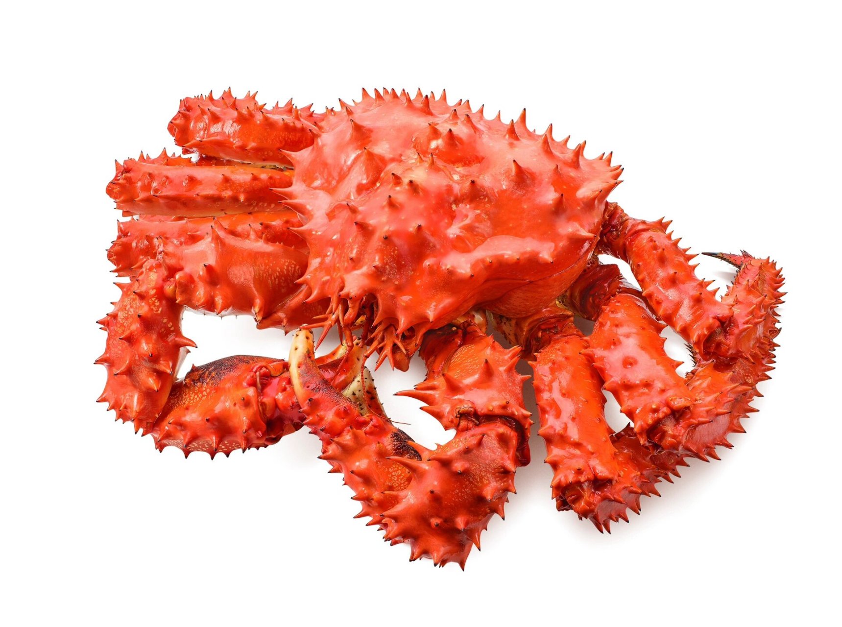 绘画素材|帝王蟹组图