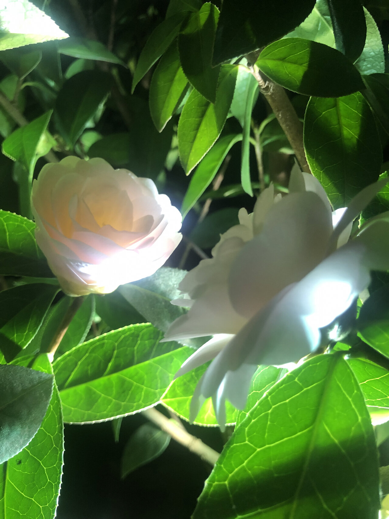 云南茶花:童子面