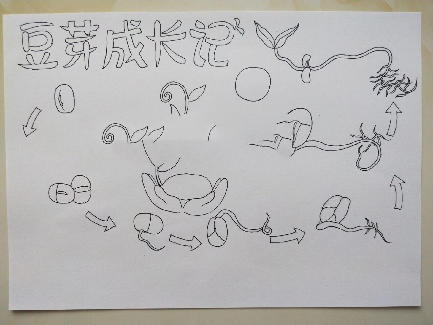植物生长笔记 #豆芽生长记