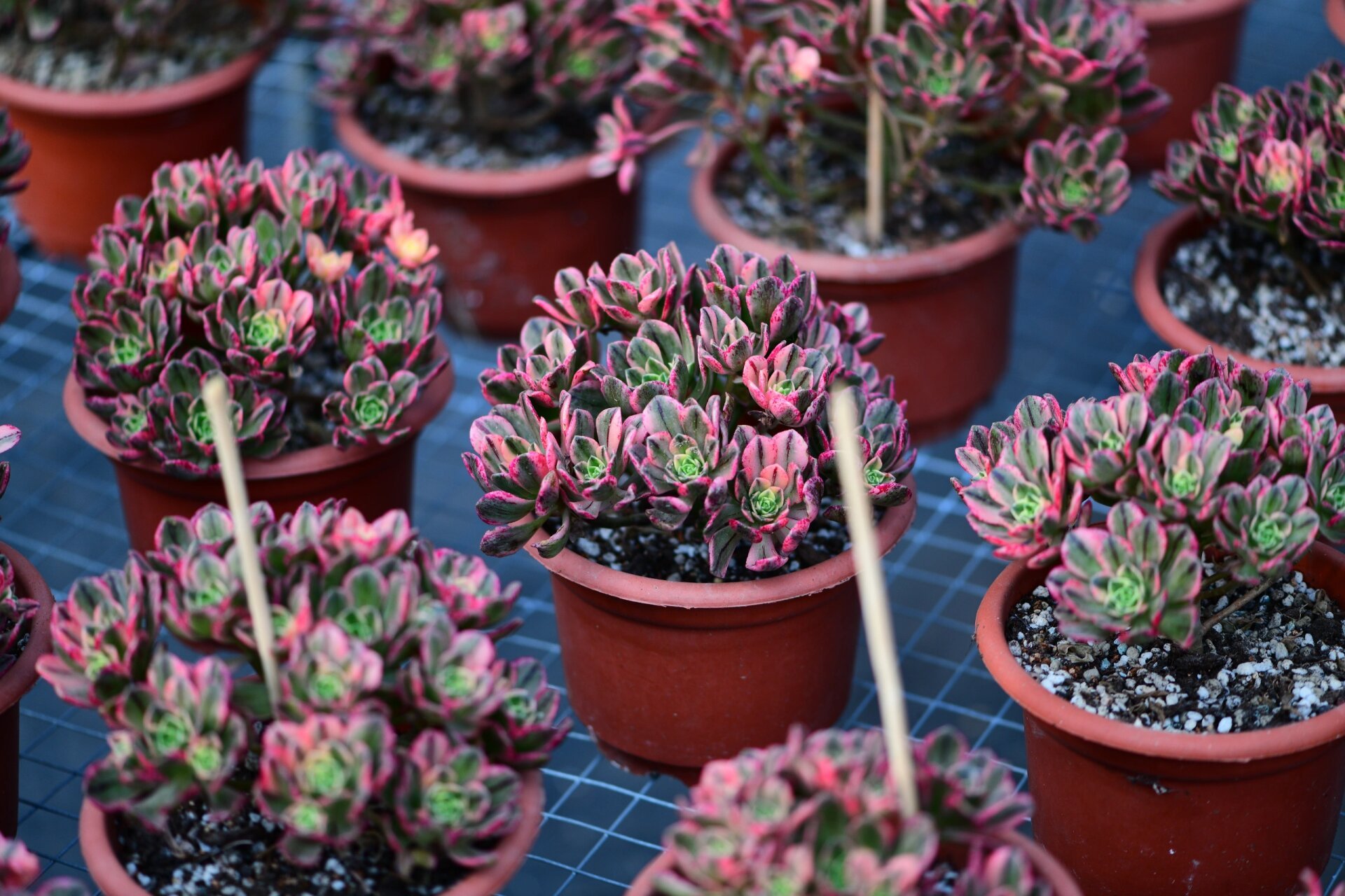 甜茶法师多肉 甜茶法师:叶片边缘是红色的,颜色甜美,充足的光照叶片是