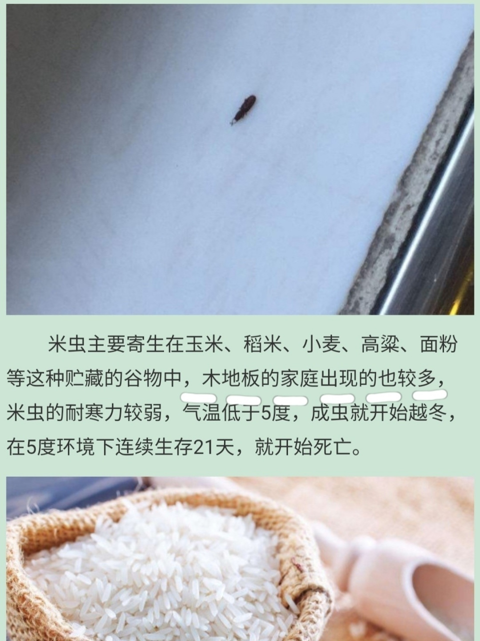 卧室里没有米却有类似米象一样的虫子,可能是因为家里比较潮湿,潮湿