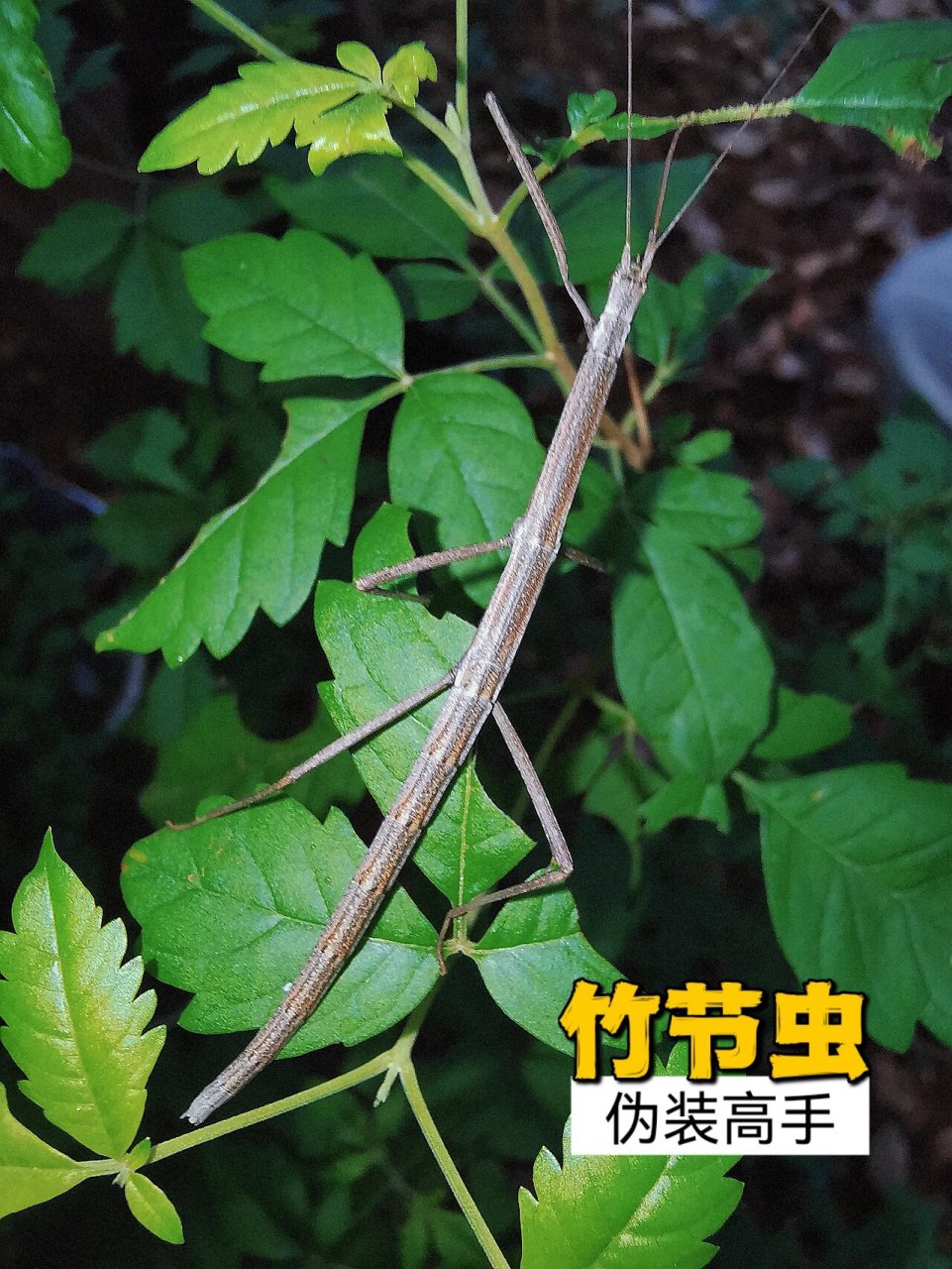 伪装求生存    73竹节虫,并不是一种生活在竹叶上的昆虫 73野外的