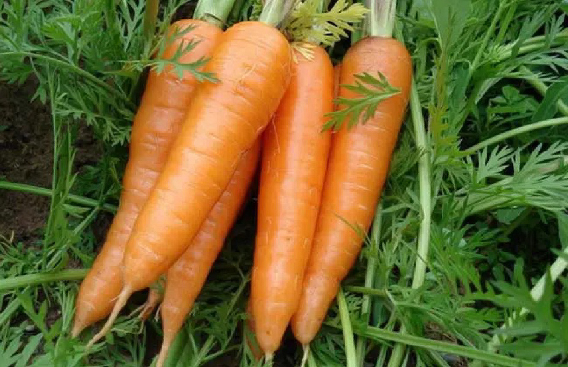 红萝卜是萝卜的一种,为十字花科萝卜属,又名东北红萝卜或大红萝卜,是