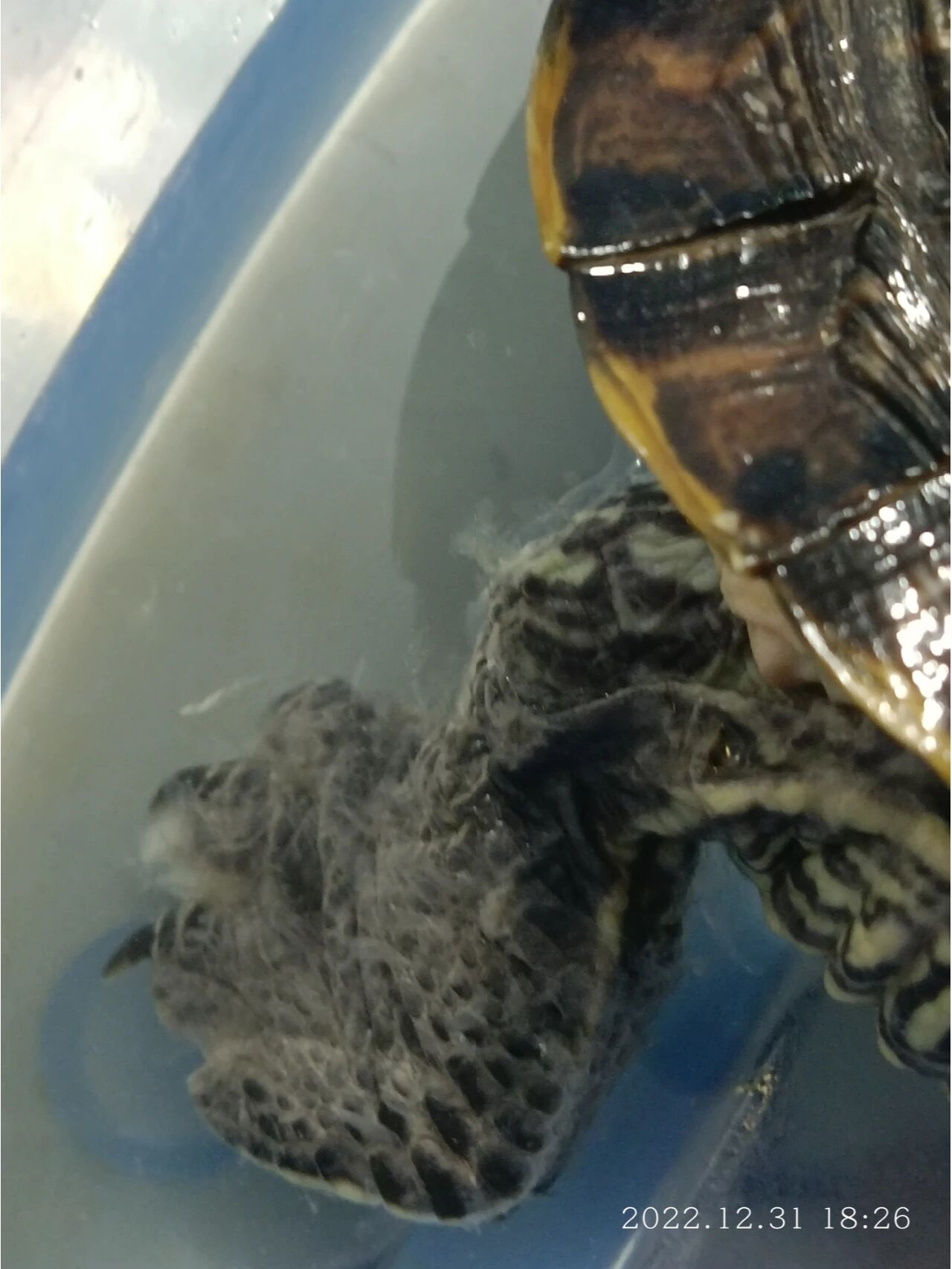 巴西红耳龟身上有白色半透明的絮状物