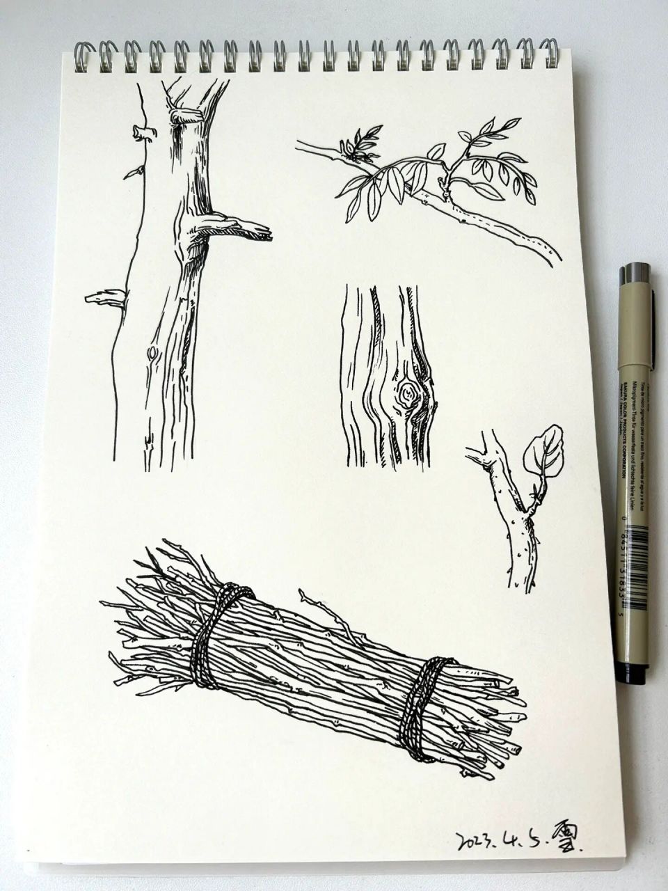 速写|树干树枝