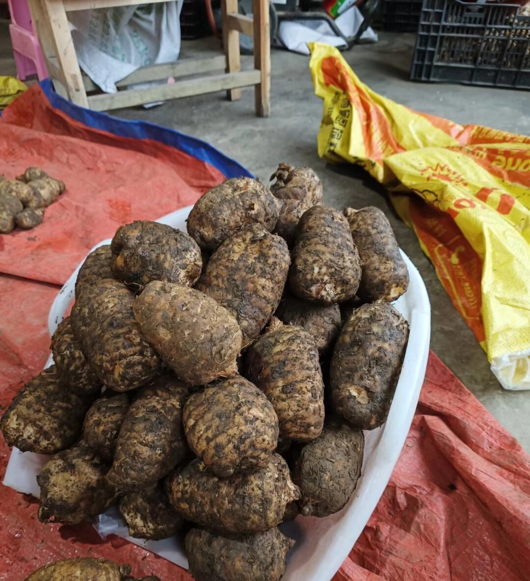 小草坝鲜天麻科普知识 科普哈,小草坝天麻分袋装麻熟地麻生地麻,生地
