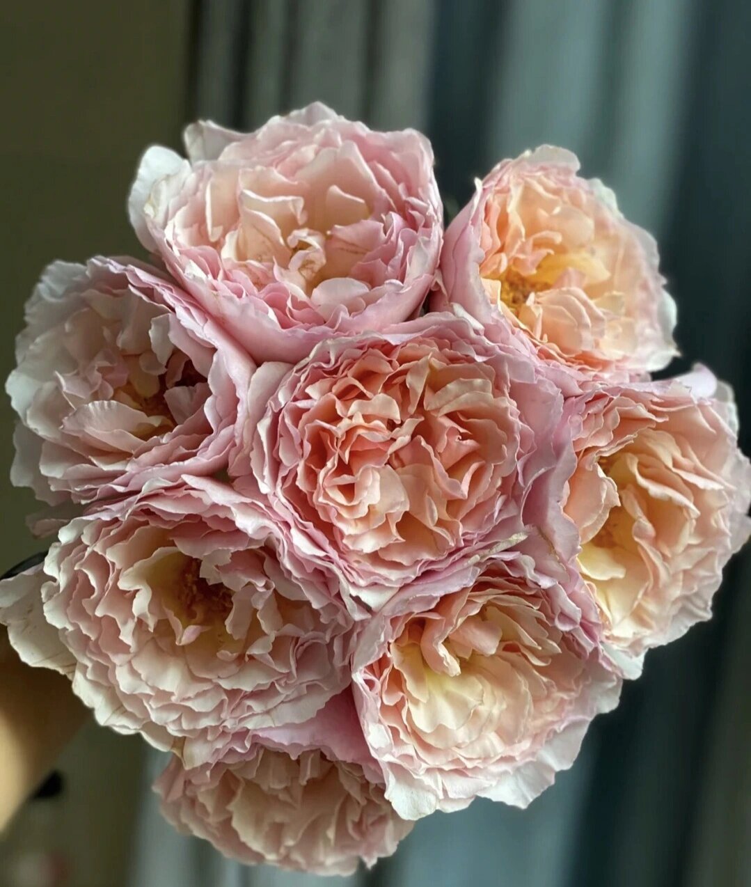 推荐月季品种:浪漫俳句 浪漫绯句是一款切花月季,可以放在阳台种植,它