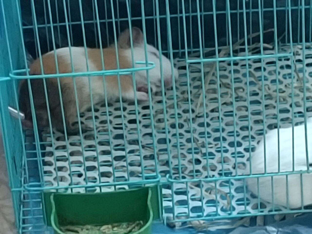 荷兰猪睡姿大赏