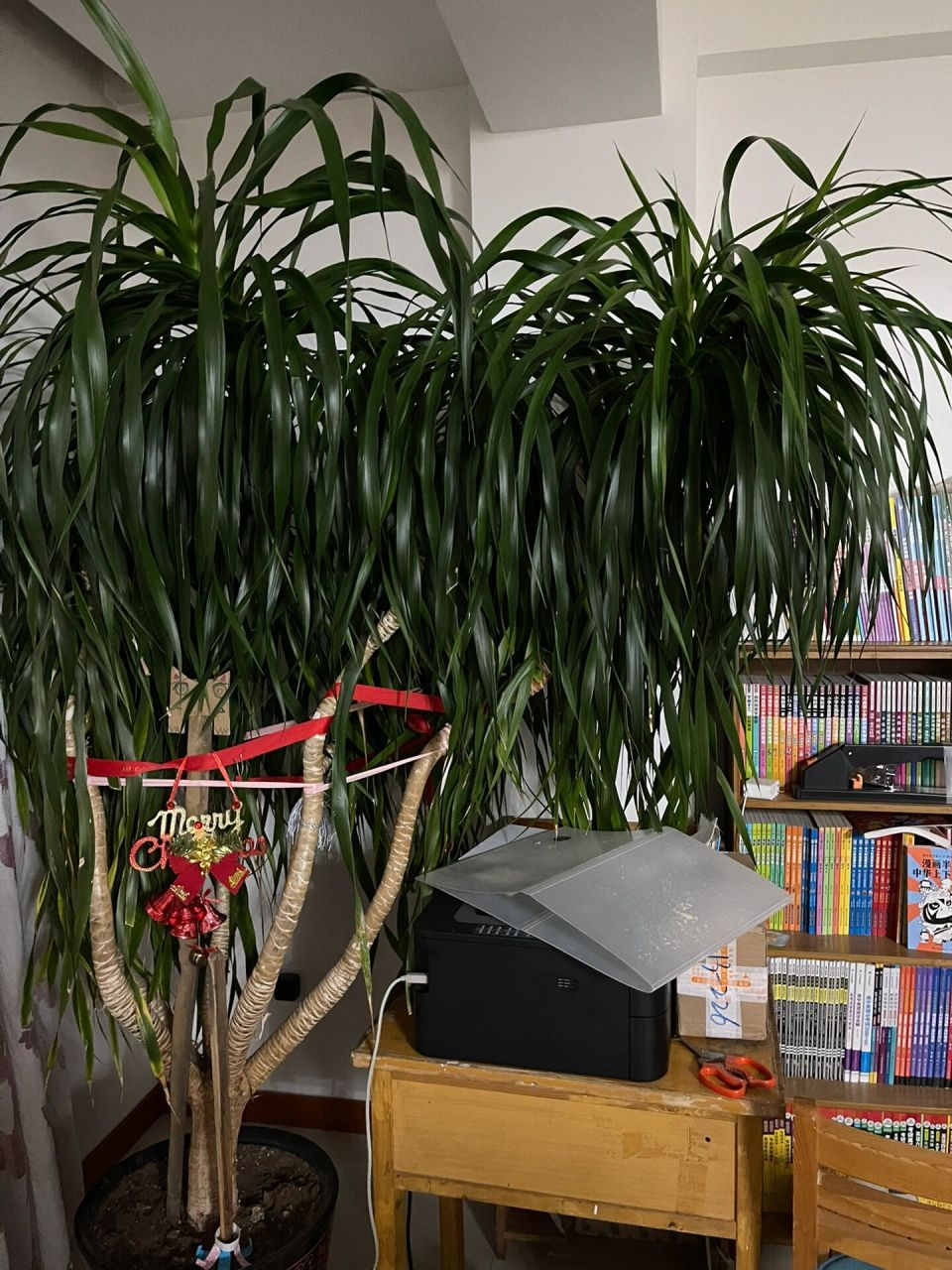 龙血树怎么修剪出型 如图,我的树只会猛长傻大个,想要那种满满抱盆的