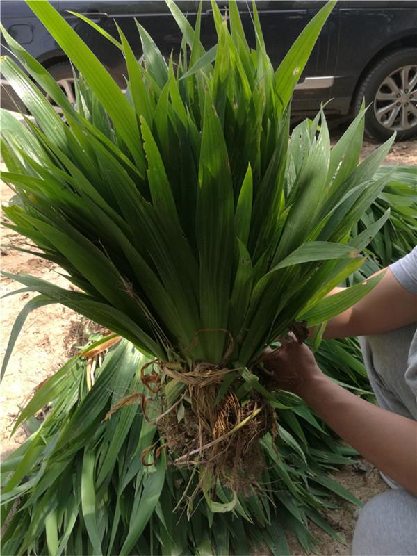 大花鸢尾属于鸢尾科植物.它是鸢尾属中最为常见和受欢迎的种类之一