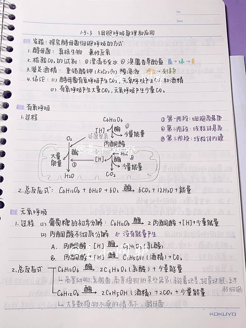 高中生物一轮复习|必修一|呼吸作用 来啦来啦生物笔记终于来啦!