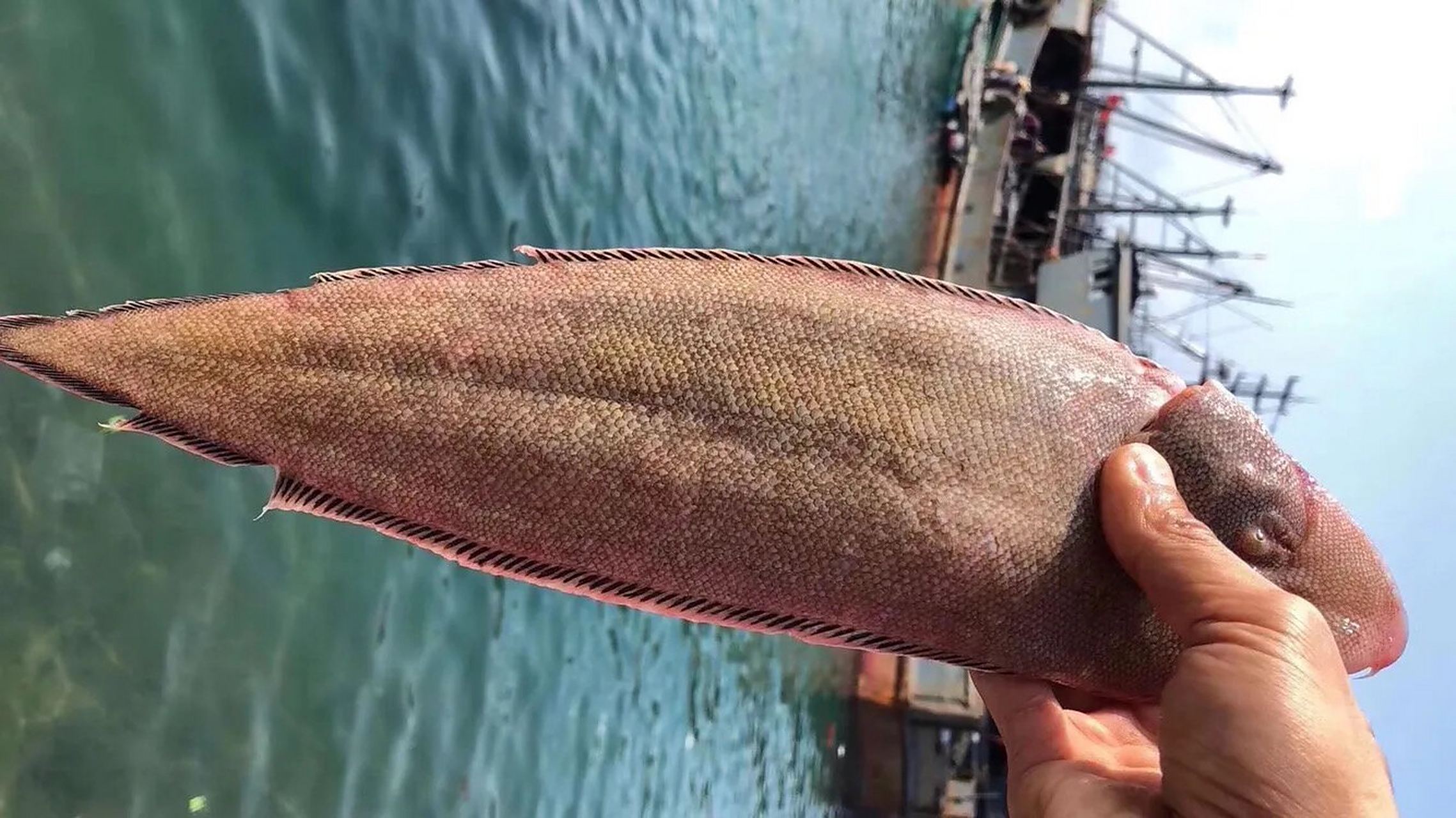 "鲜嫩无刺"孕妇小孩子都爱吃的——东山龙利鱼 龙利鱼95俗称子板鱼