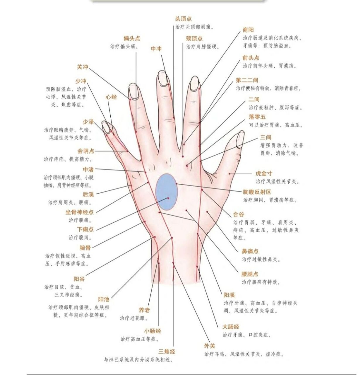 其中终始于手掌的经络,占据身体八条主脉络的3/8