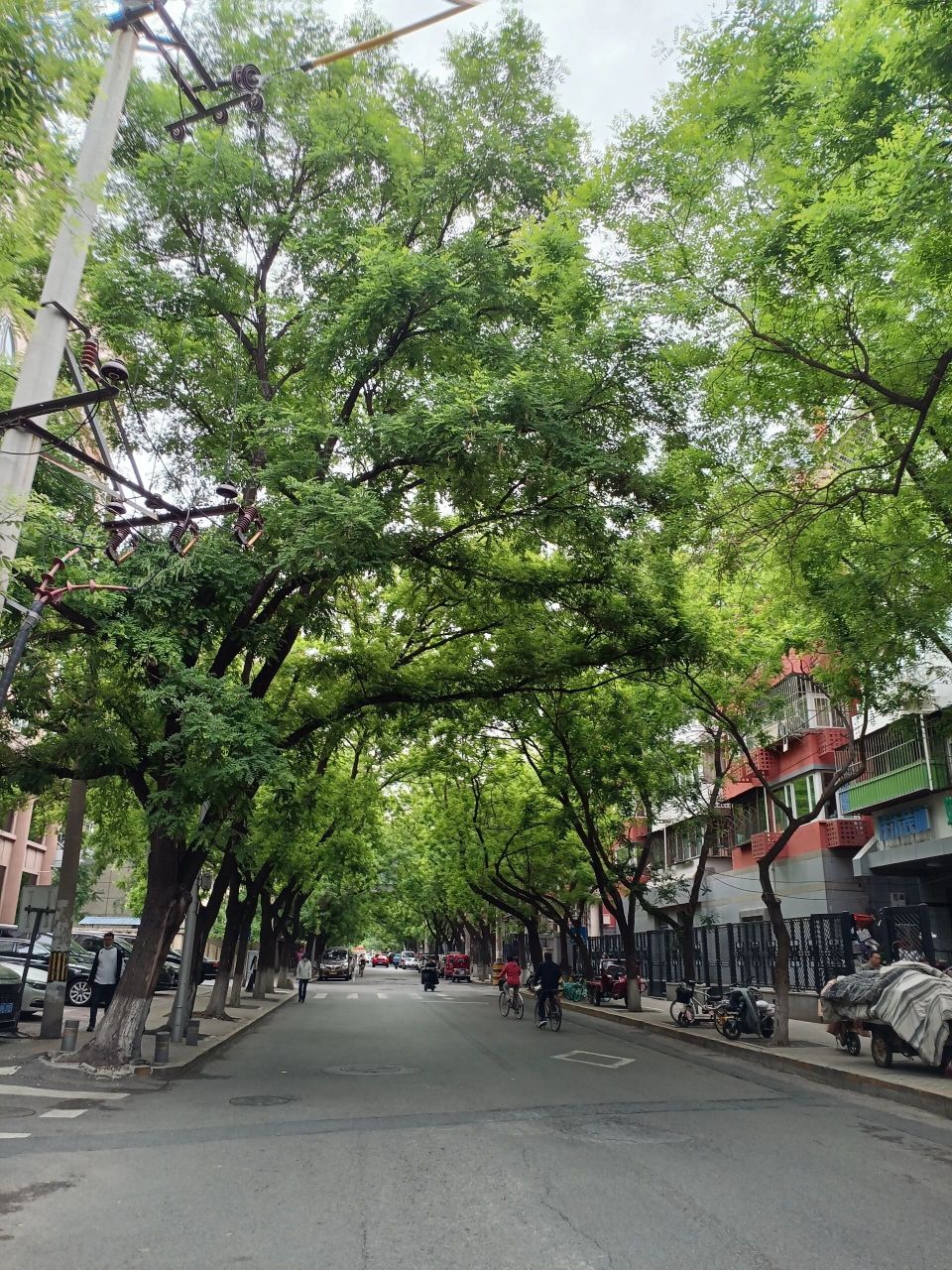 绿树成荫的街道 夏天最喜欢这种绿树成荫的街道,树木像一把遮阳伞,又