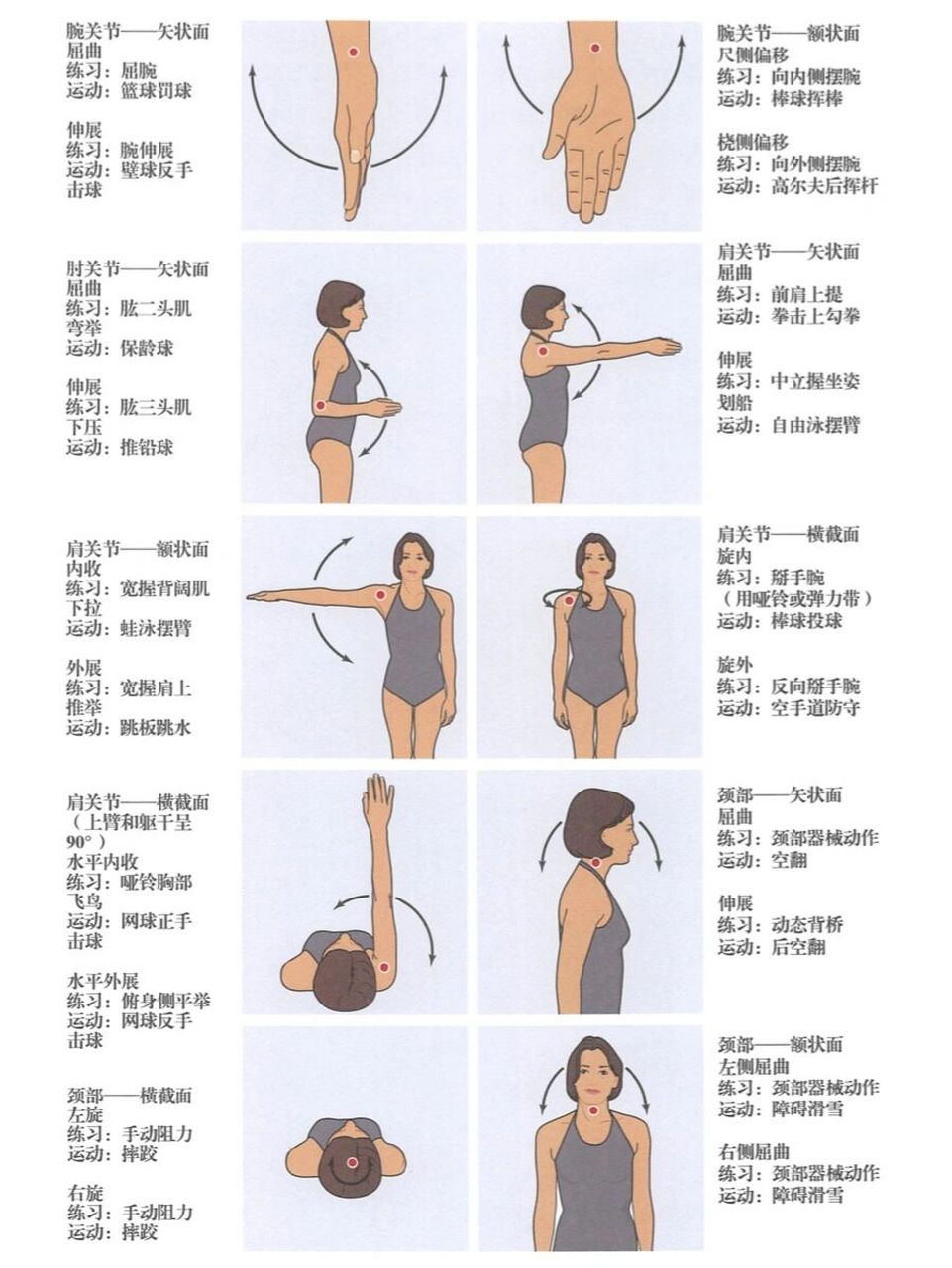 多图理解矢状面,冠状面与横截面  	 · 矢状面从从前后方向将人体分为