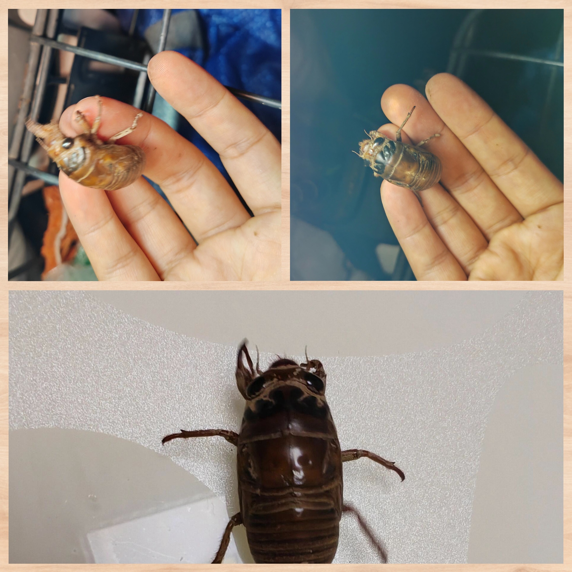 金蝉子:俗称爬蚱的奇妙生物