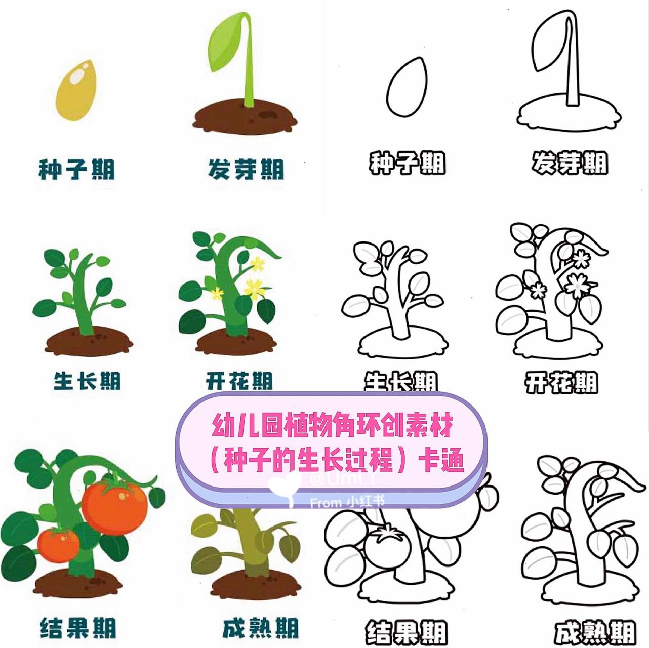 幼儿园植物角环创#种子的成长过程#植物角 94幼儿园植物角卡通素材