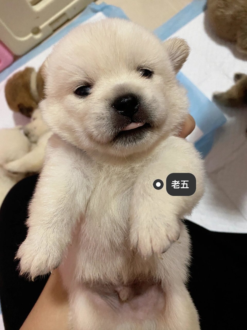 柴犬与巴哥的宝宝来啦～ 七个葫芦娃小巴柴23天大啦,都长的像爸爸柴犬