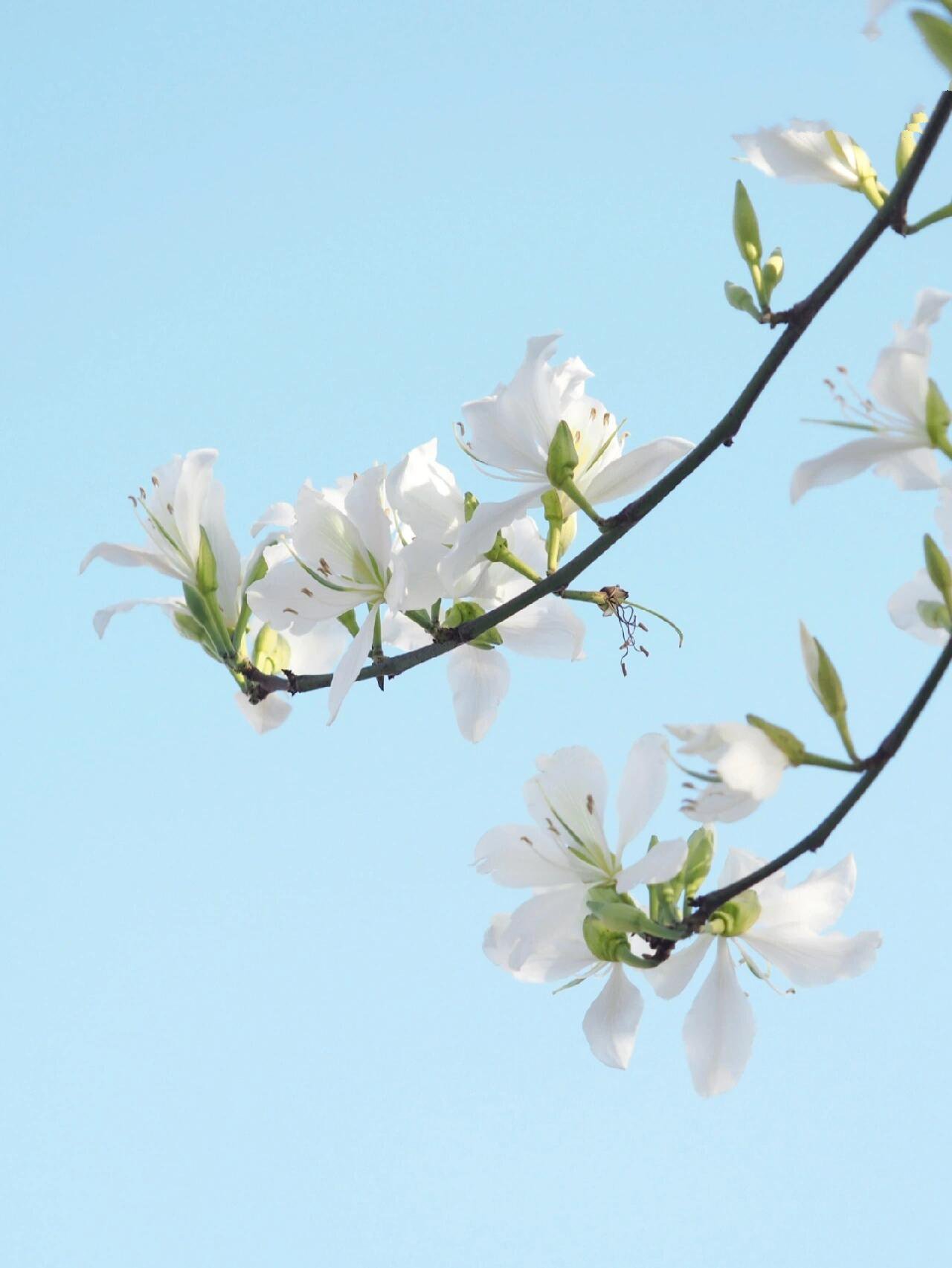 柳州春花|白花洋紫荆*温润清雅不染尘 比起满城的姹紫嫣红,更偏爱白色