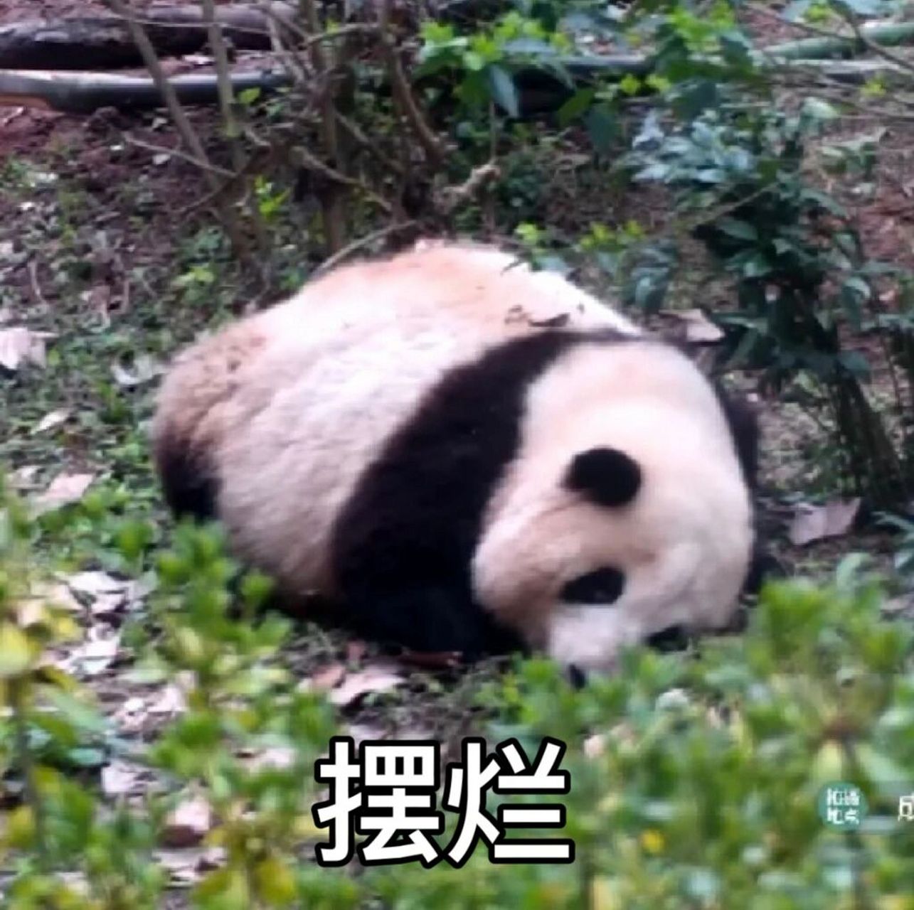 花花表情包 ee的心头爱