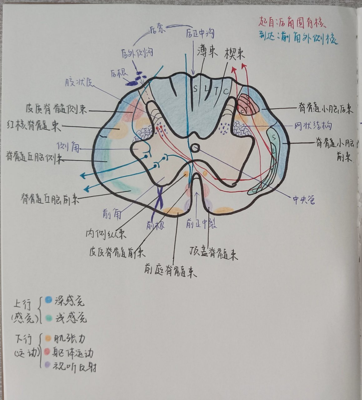脊髓横断切面 今天也有认真完成作业. 参考了p2