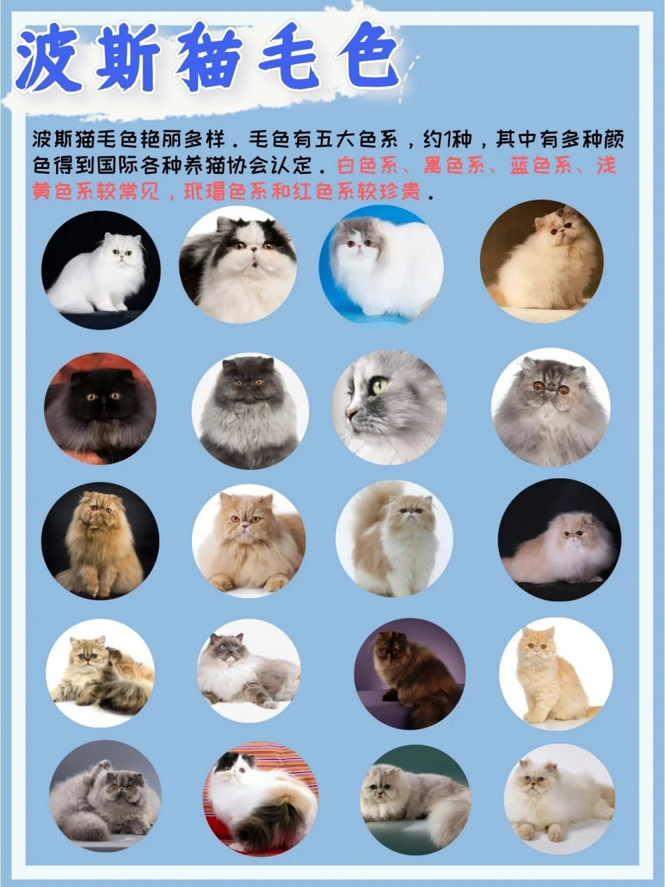 长毛猫品种大全图片