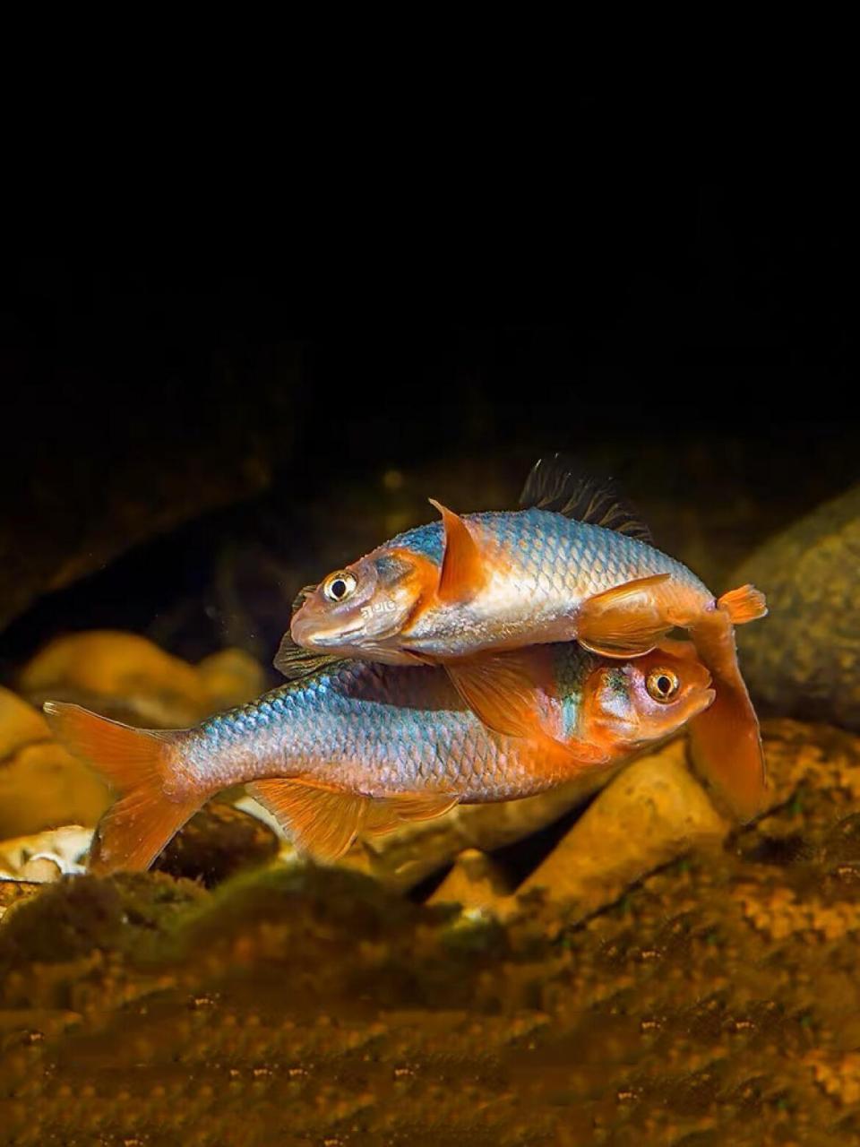 95名:彩虹精灵 学名:卢伦真小鲤 彩虹精灵鱼是原产于北美洲的冷水性