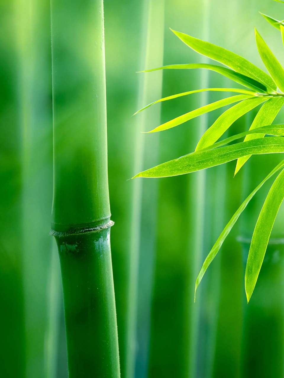 一组竹子壁纸 静静地生长 直到 成为想要的模样