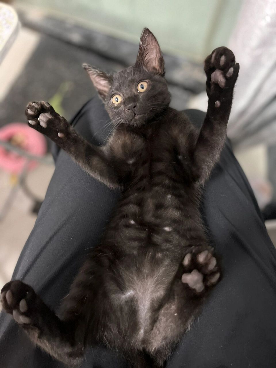 有点像没了翅膀的蝙蝠又像是黑色狸花猫,太阳照下来在床上又显得泛红